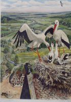Schulwandbild Storch / Störche Robert Hainard #enge