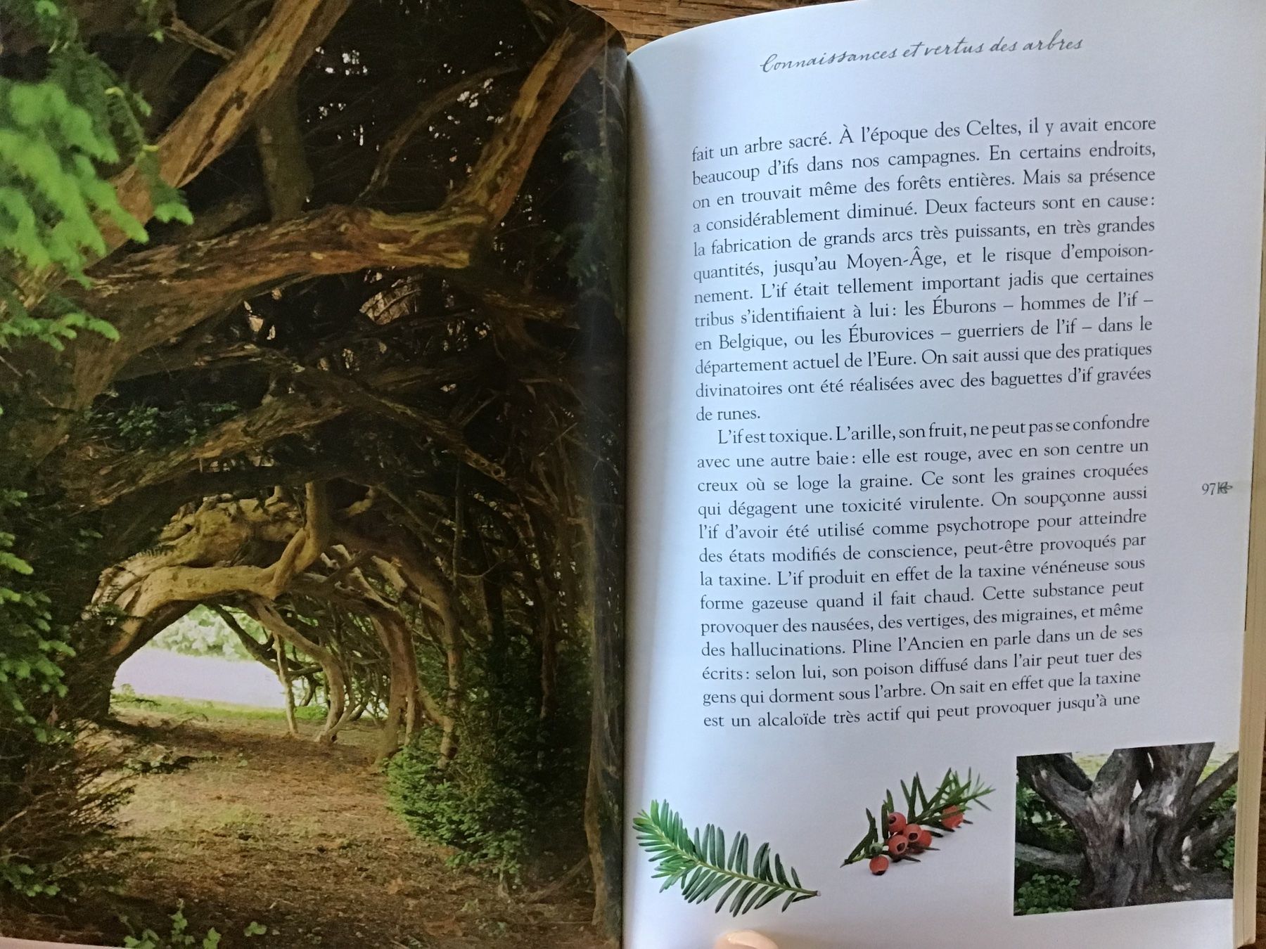 Livres: Chamanisme celtique, ces arbres nos maîtres – D'occasion à Fully par Ruby97 7