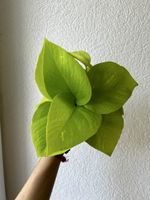 Pothos Néon boutures avec racines