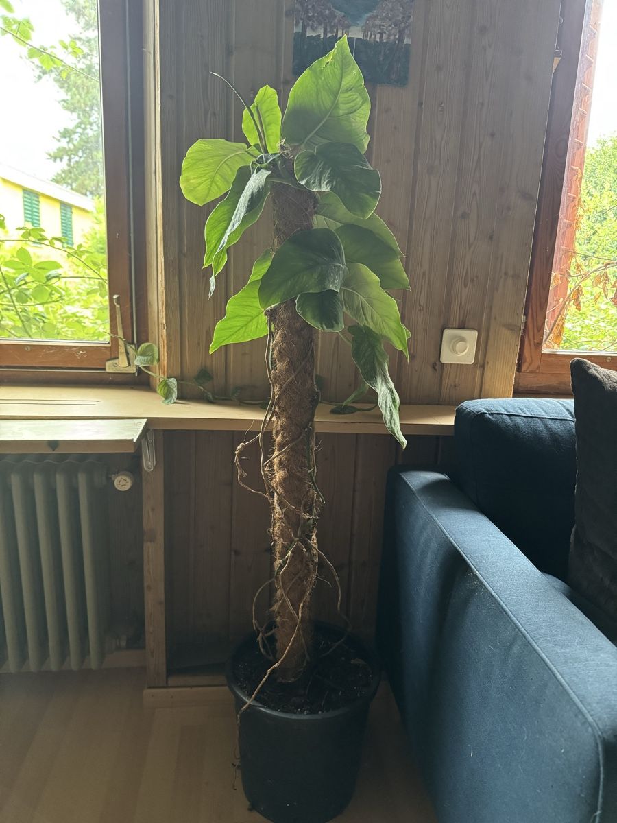 Plantes & graines: Grosse Monstera Dubia - Ab 1.– CHF – D'occasion à Männedorf par mrclst 1