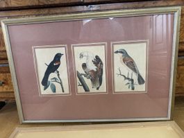 Alte Vogelbilder, koloriert, 2 x 3er Set im Rahmen, Rarität!