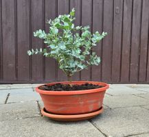 Kleine Eukalyptus Pflanze - Tischdeko