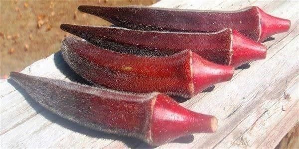 Piante & sementi: OKRA GOMBO BOURGOGNE  10g – Nuovo (secondo la descrizione) da Bremblens venduto da FIBONACCI369 1