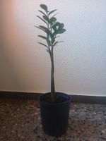 Glücksfeder Pflanze, Zamioculcas, Zimmerpflanze 🪴