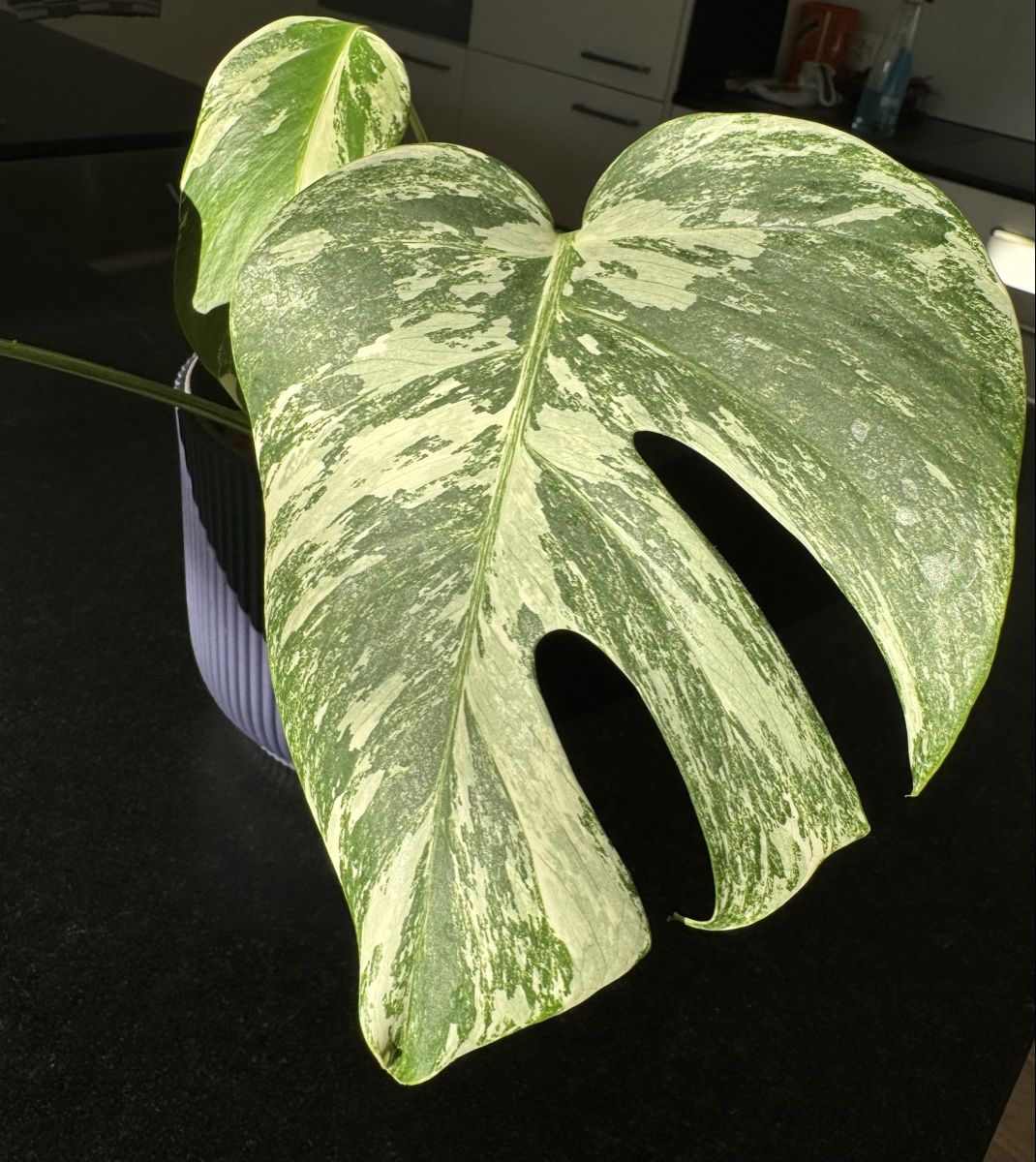 Pflanzen & Samen: Monstera deliciosa variegata – Neu (gemäss Beschreibung) aus Thun von DascheLii 1