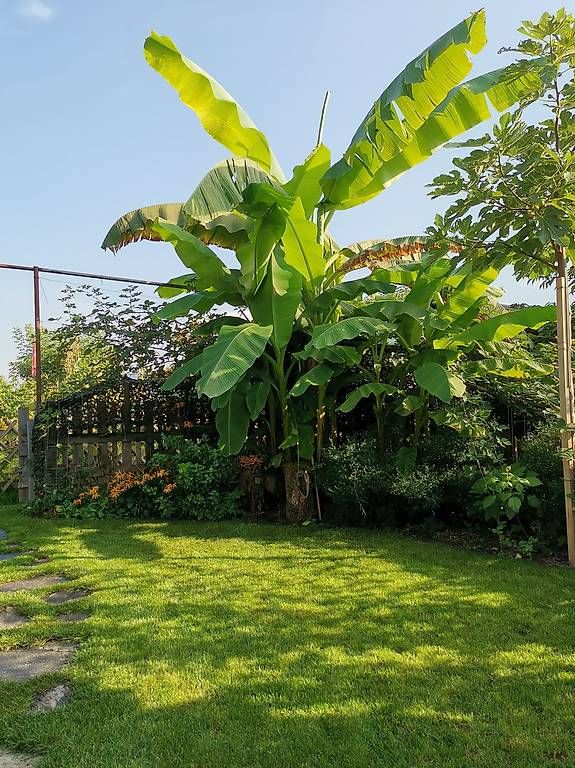 Casette da giardino & serre: Gartenhaus / Freizeithaus in massiver Fachwerkbauweise – Usato da Jona venduto da armo01 3