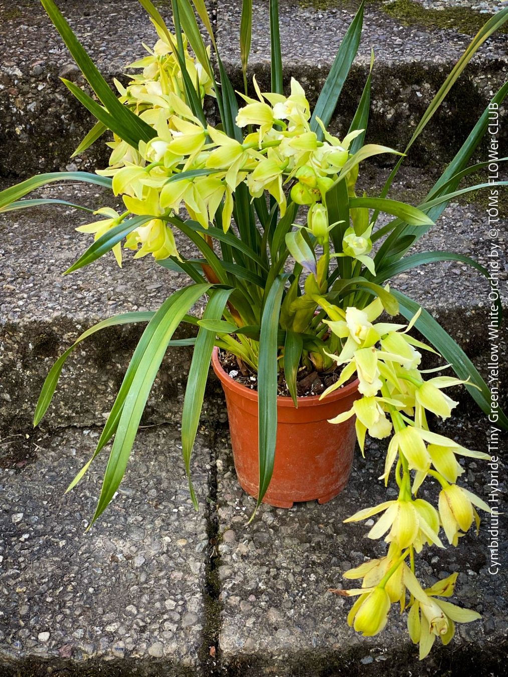 Pflanzen & Samen: Cymbidium Hybride Tiny Green-Yellow-White Orchidee – Neu und originalverpackt aus Adliswil von astom369 3