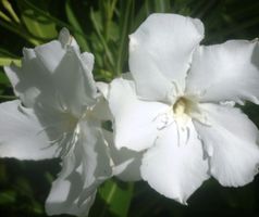 Oleander Jungpflanze Neguev Schneeweiss Rarität