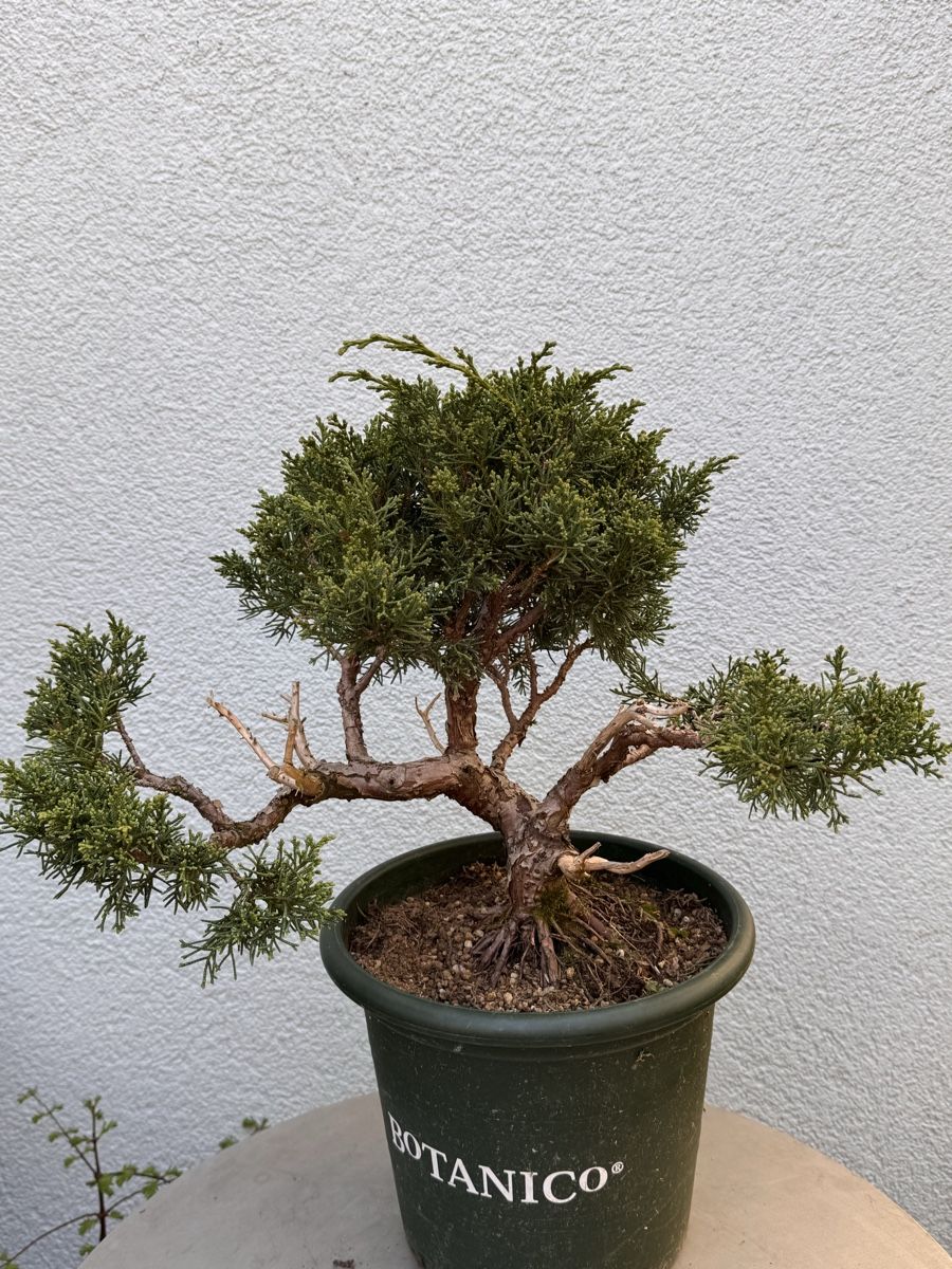 Piante & sementi: Bonsai/Juniperus – Usato da Münchwilen TG venduto da baluzi3 1