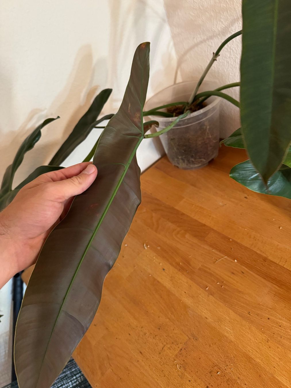 Pflanzen & Samen: XXL Philodendron Atabapoense Steckling – Gebraucht aus Männedorf von mrclst 5
