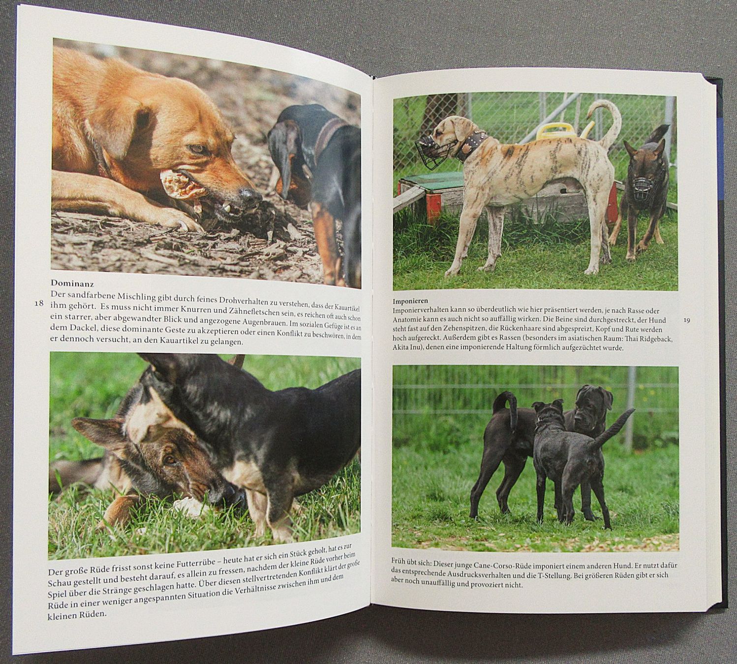 Libri: Aggressionsverhalten beim Hund  - mit Fallbeispielen – Usato da Auenstein venduto da Padabimbim 6