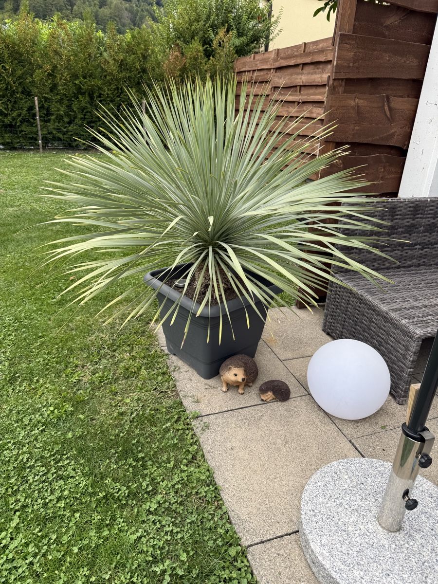 Pflanzen & Samen: Yucca rostrata "blaue Palmlilie" – Gebraucht aus Sevelen von Sp_A