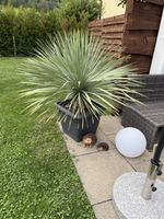 Yucca rostrata "blaue Palmlilie"
