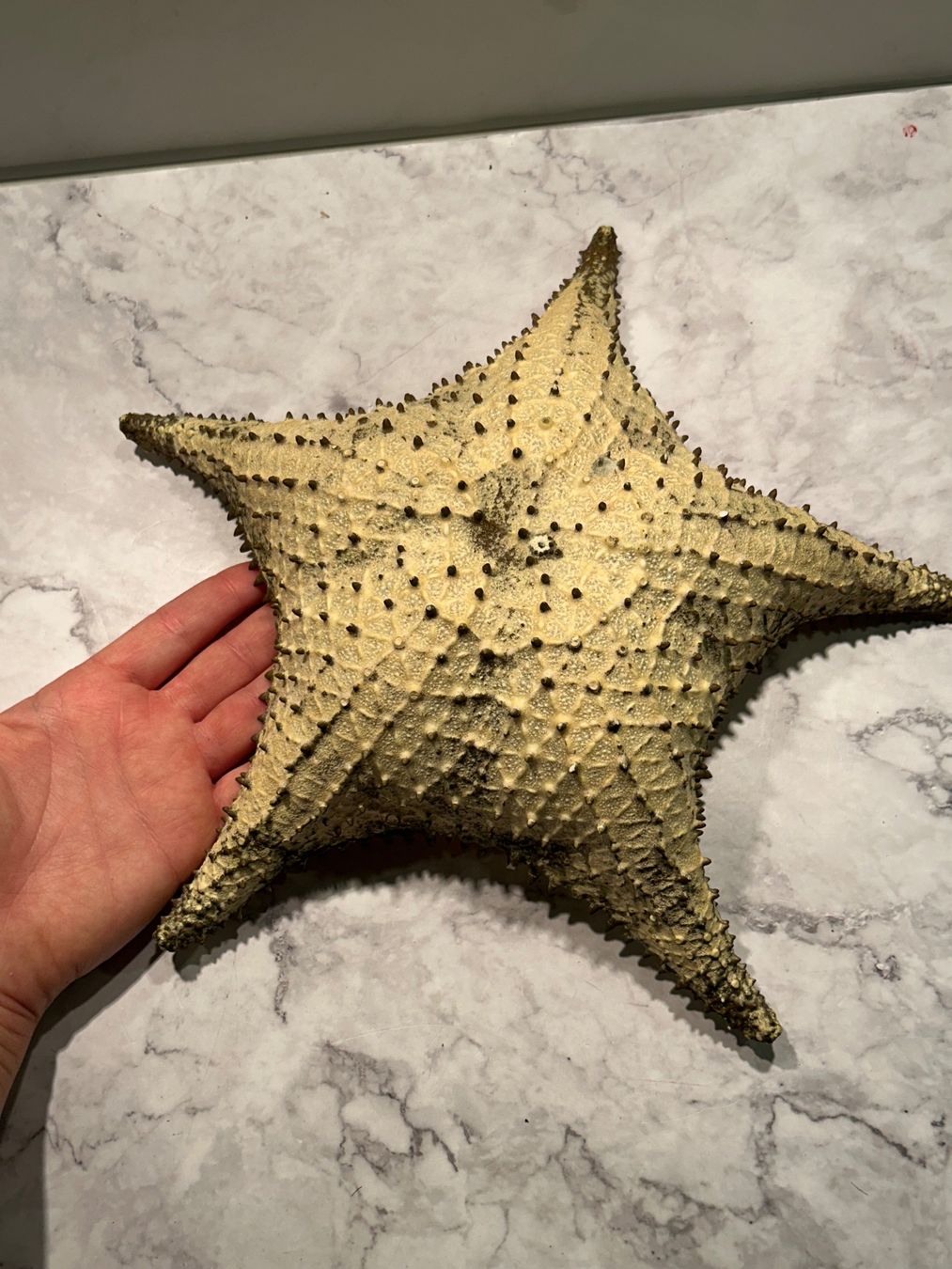 Fossilien: Seestern antik gross – Gebraucht aus Basel von toy_t8bb 1