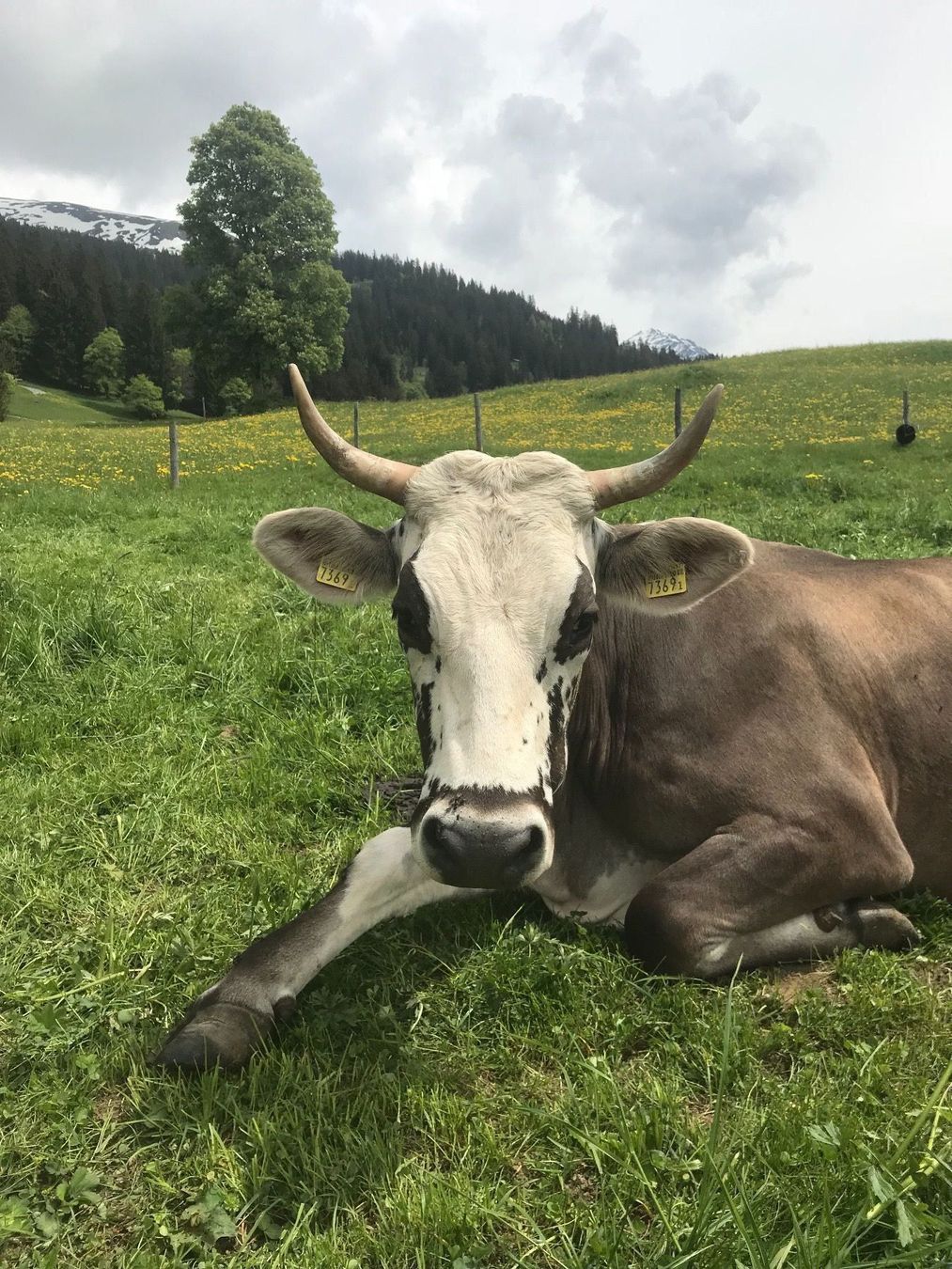 Lebensmittel & Spezialitäten: Berner Alpkäse 2026 – Neu und originalverpackt aus Hasliberg-Goldern von flowerbauer74 6