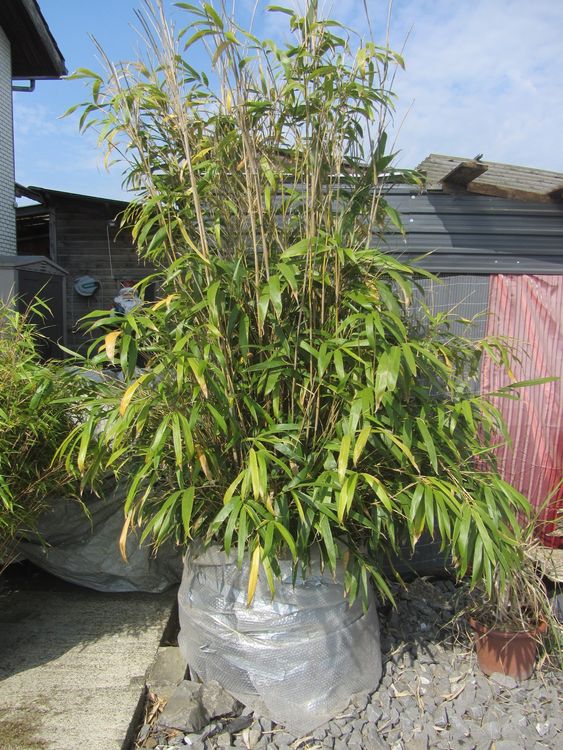XXL Bambus🤩 Pflanze Hecke 280 cm hoch+Kunsstoff Wanne 80 cm 1