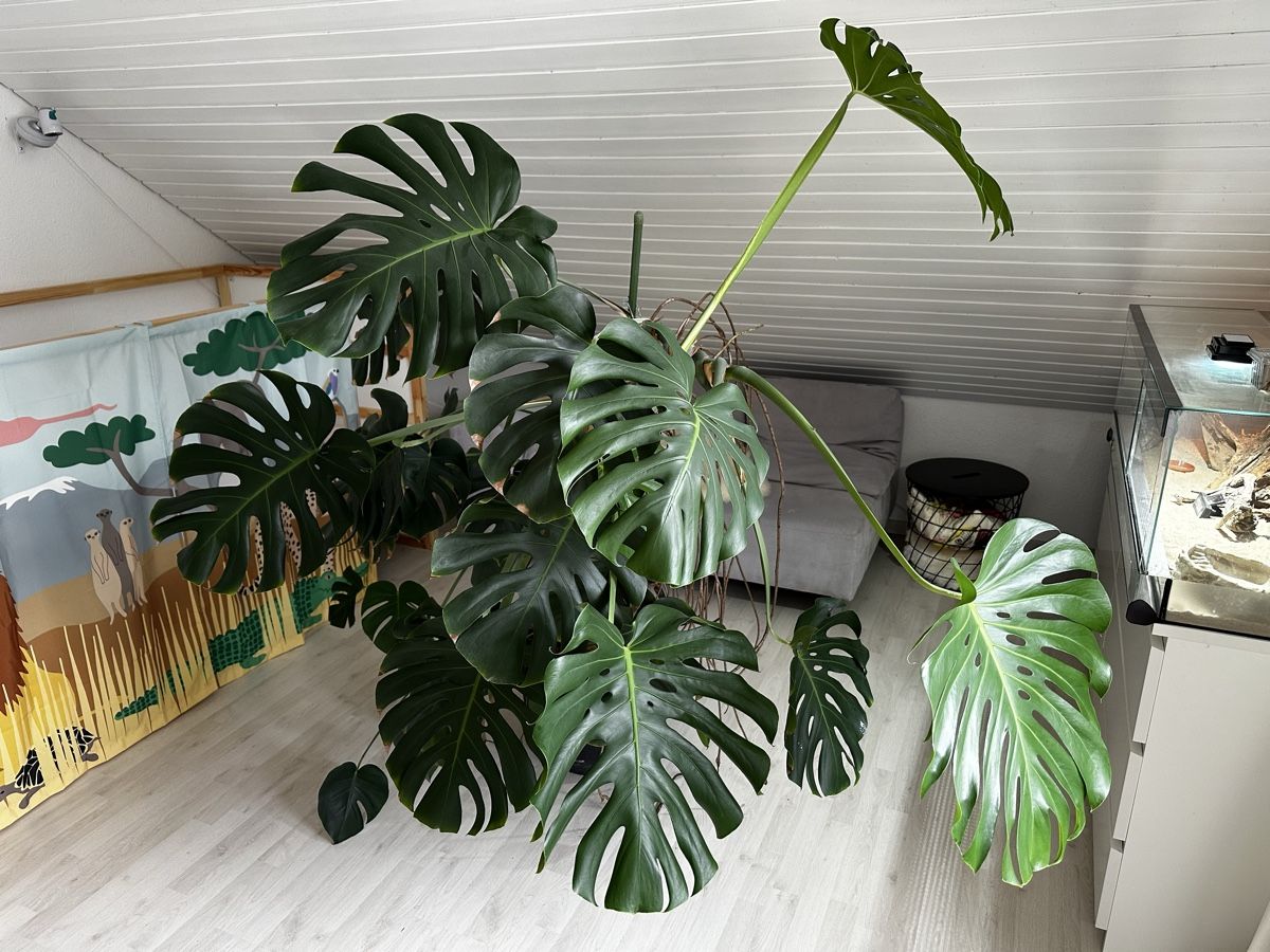 Piante & sementi: Zimmerpflanze Monstera Deliciosa – Usato da Itingen venduto da Aposelecta1 2