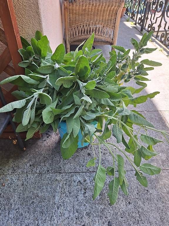 Pflanzen & Samen: Salvia tagliata – Gebraucht aus Sonvico von smokey