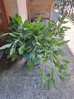 Salvia tagliata