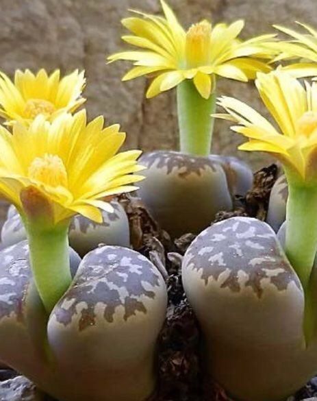 Pflanzen & Samen: Ab 5.- fr Lebender Stein: Litops 10 SAMEN GRAINES SEMI – Neu und originalverpackt aus Rovio von POSITIFFARTandPLANTS 1