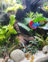 Dennerle 30L Nano Cube inkl. Zubehör