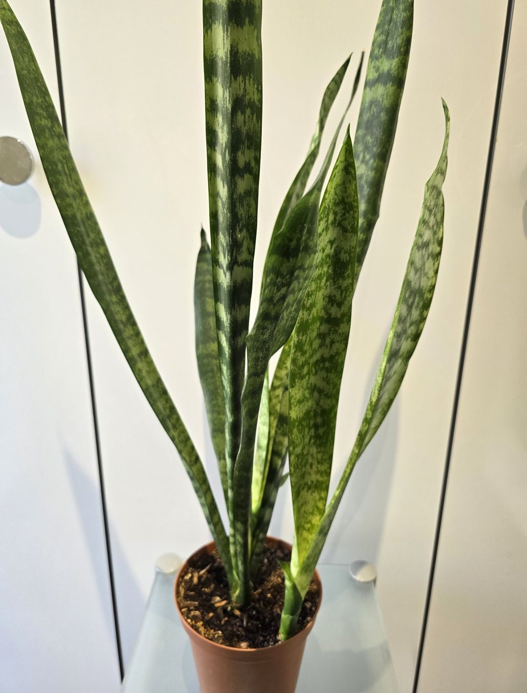 Piante & sementi: Pflanze Sansevieria / Bogenhanf 82 cm – Usato da Oetwil an der Limmat venduto da dhantal 5