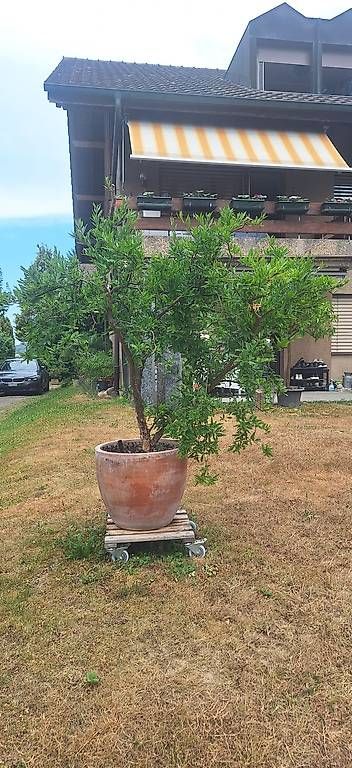 Pflanzen & Samen: Granatapfelbaum – Gebraucht aus Madiswil von Oleander2 2
