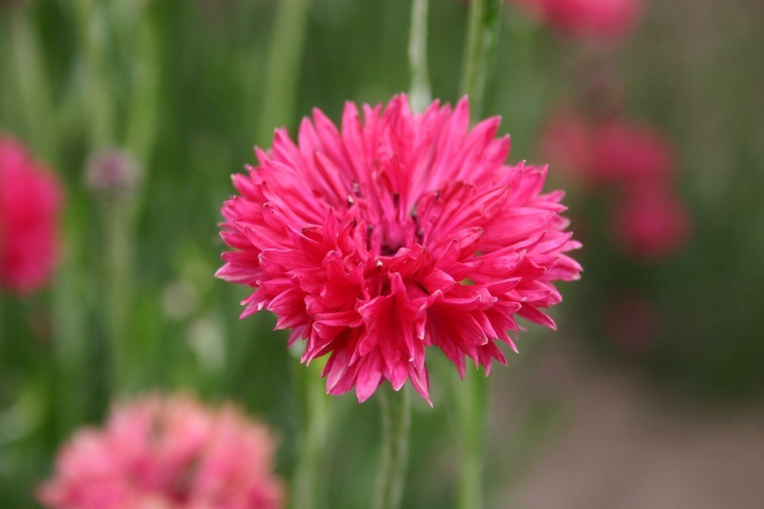 Pflanzen & Samen: 200 Samen Kornblume RED BOY – Neu (gemäss Beschreibung) aus Ehrendingen von VerveinaSamen 6
