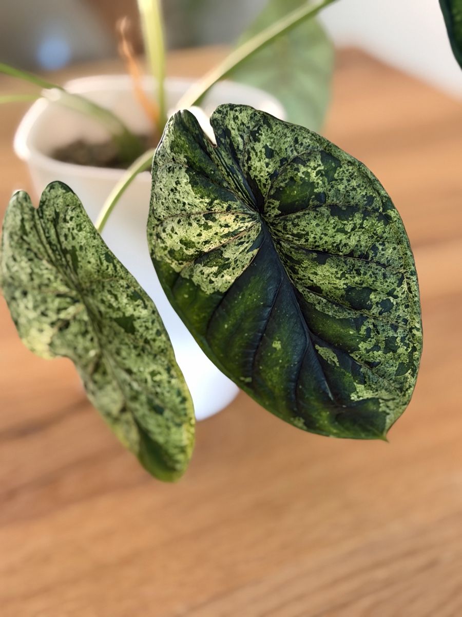 Piante & sementi: Grosse Alocasia Dragon Scale Mint im SB-Topf – Usato da Ostermundigen venduto da summy73 2