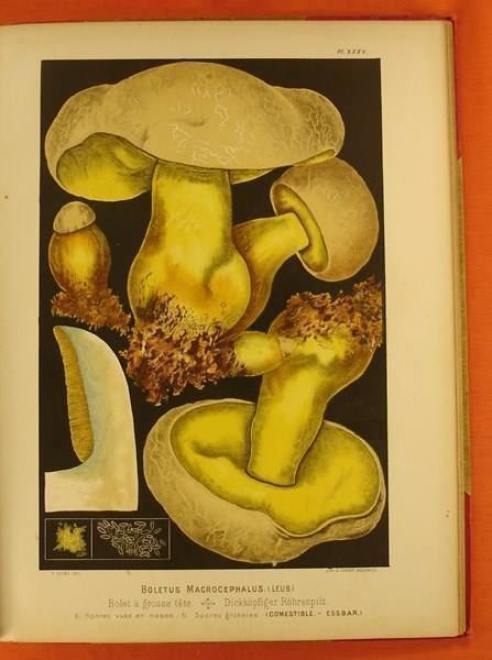 Libri: LES CHAMPIGNONS COMESTIBLES 1890 – Usato da Grüningen venduto da Kartensammler 7