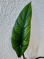 🌿 Alocasia Scalprum Rhizome 🌿
