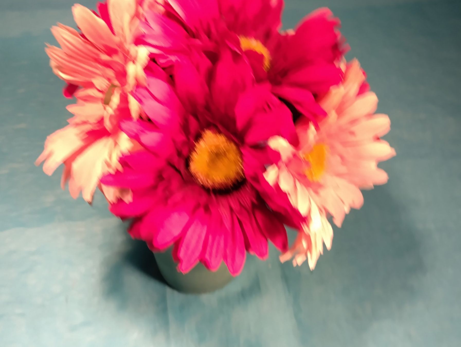 Piante & sementi: Strauss mit 7 Gerbera – Usato da Bellach venduto da JingleCherry 1