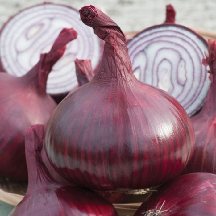 Piante & sementi: 500 Samen Zwiebel Rot KARMEN – Nuovo (secondo la descrizione) da Ehrendingen venduto da VerveinaSamen 1