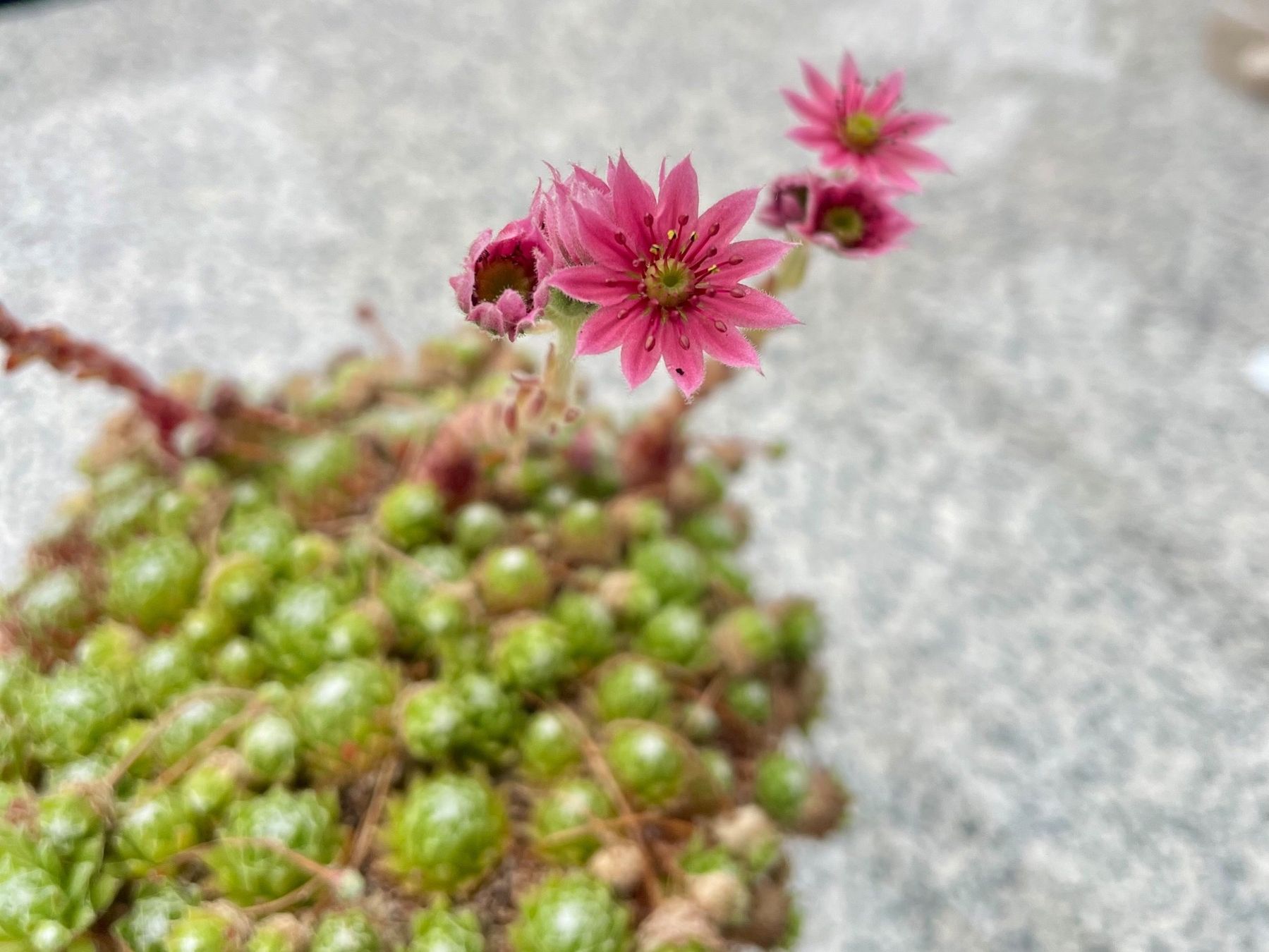 Piante & sementi: HAUSWURZ - Sempervivum Arachnoideum – Nuovo (secondo la descrizione) da Buchs AG venduto da fischli610 3
