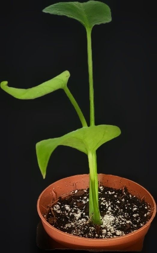 Piante & sementi: Monstera Deliciosa Baby – Usato da Pregassona venduto da maslud 1