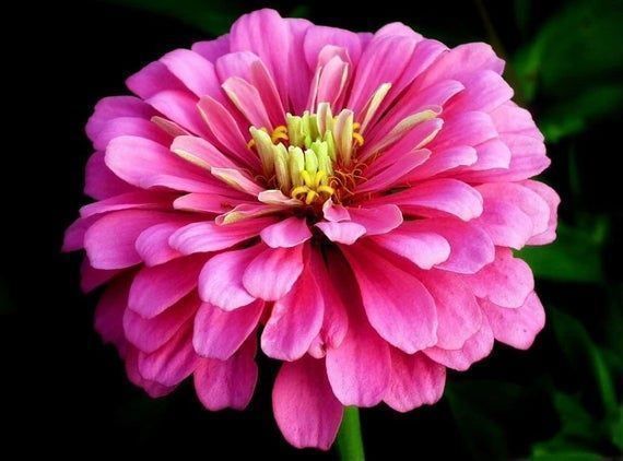 Piante & sementi: 50 Samen Zinnie LUMINOSA PINK Blume – Nuovo (secondo la descrizione) da Ehrendingen venduto da VerveinaSamen 2