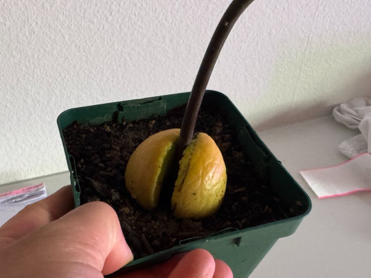 Piante & sementi: Avocado Baum (curved trunk) – Nuovo (secondo la descrizione) da Schlieren venduto da Edgar_k 3