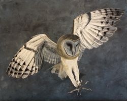 Bild „Schleiereule“