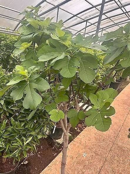 Pflanzen & Samen: Feigenbaum Gr. L – Neu und originalverpackt aus Zuckenriet von Thur_Plant 1