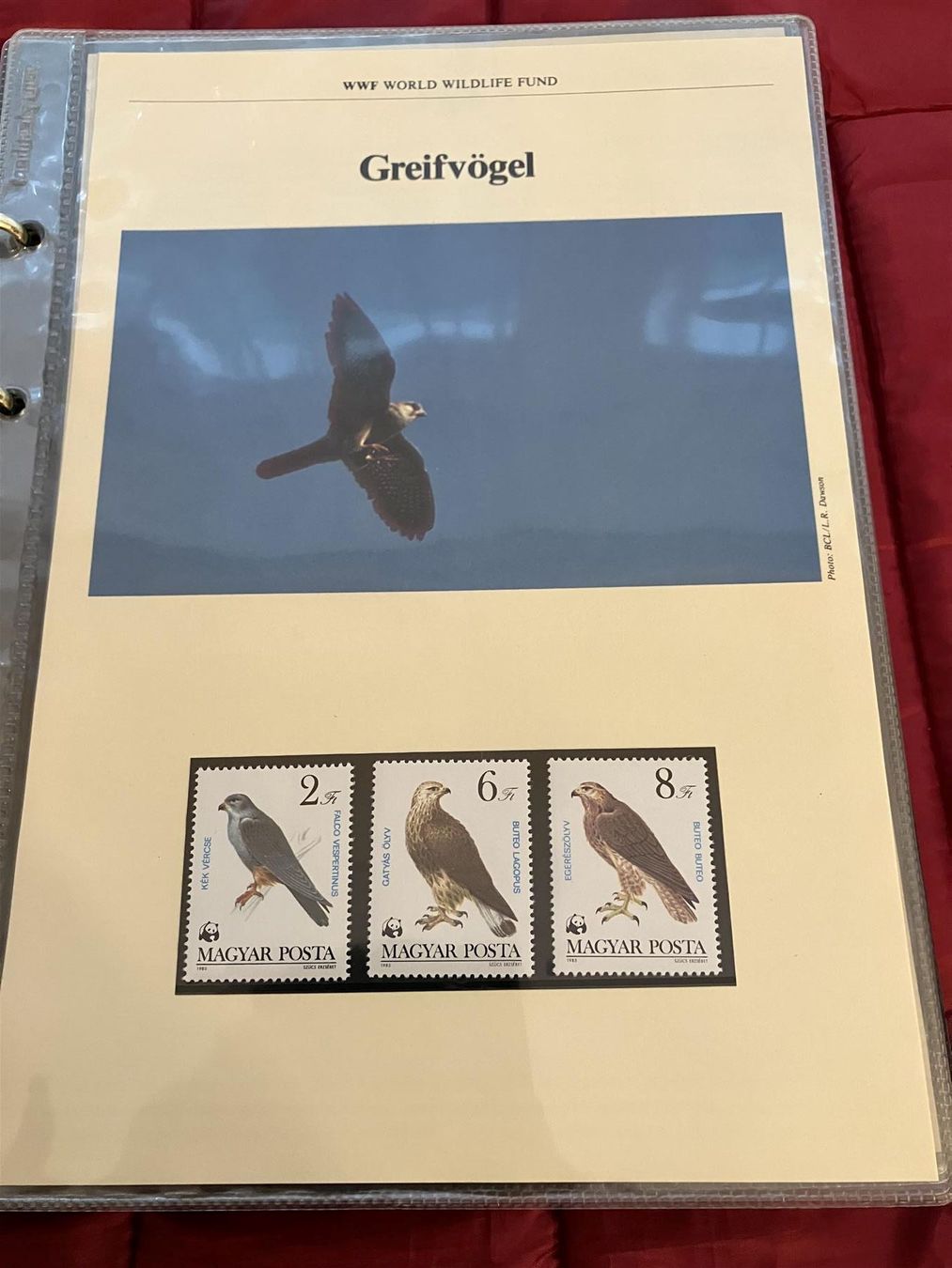 WWF Album: WWF Briefmarkenalbum – Usato da St. Margarethen TG venduto da SGHerbst07 4