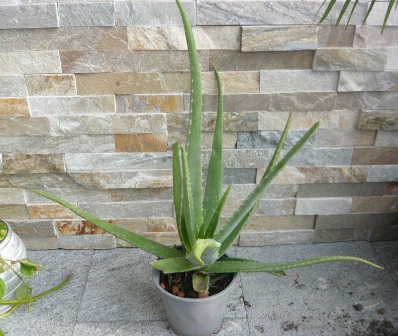 Pflanzen & Samen: Aloe Vera ca 50 cm – Neu (gemäss Beschreibung) aus Ruggell von Btt