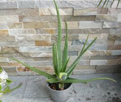 Aloe Vera ca 50 cm