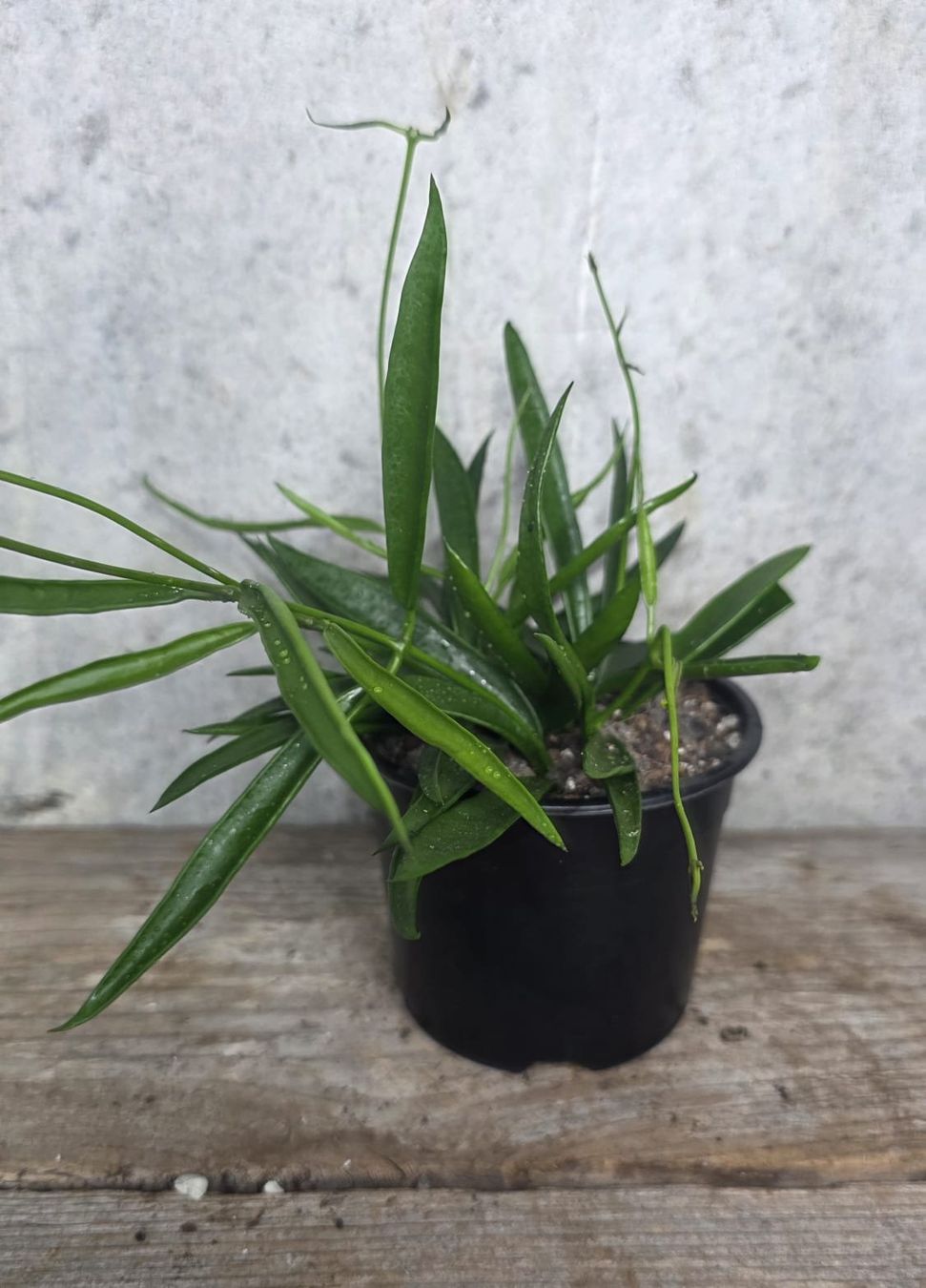 Piante & sementi: Hoya longifolia – Usato da St.Erhard venduto da Plumilandschweiz 2