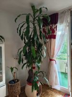Grosser Drachenbaum Zimmerpflanze für dein Zuhause 🏡