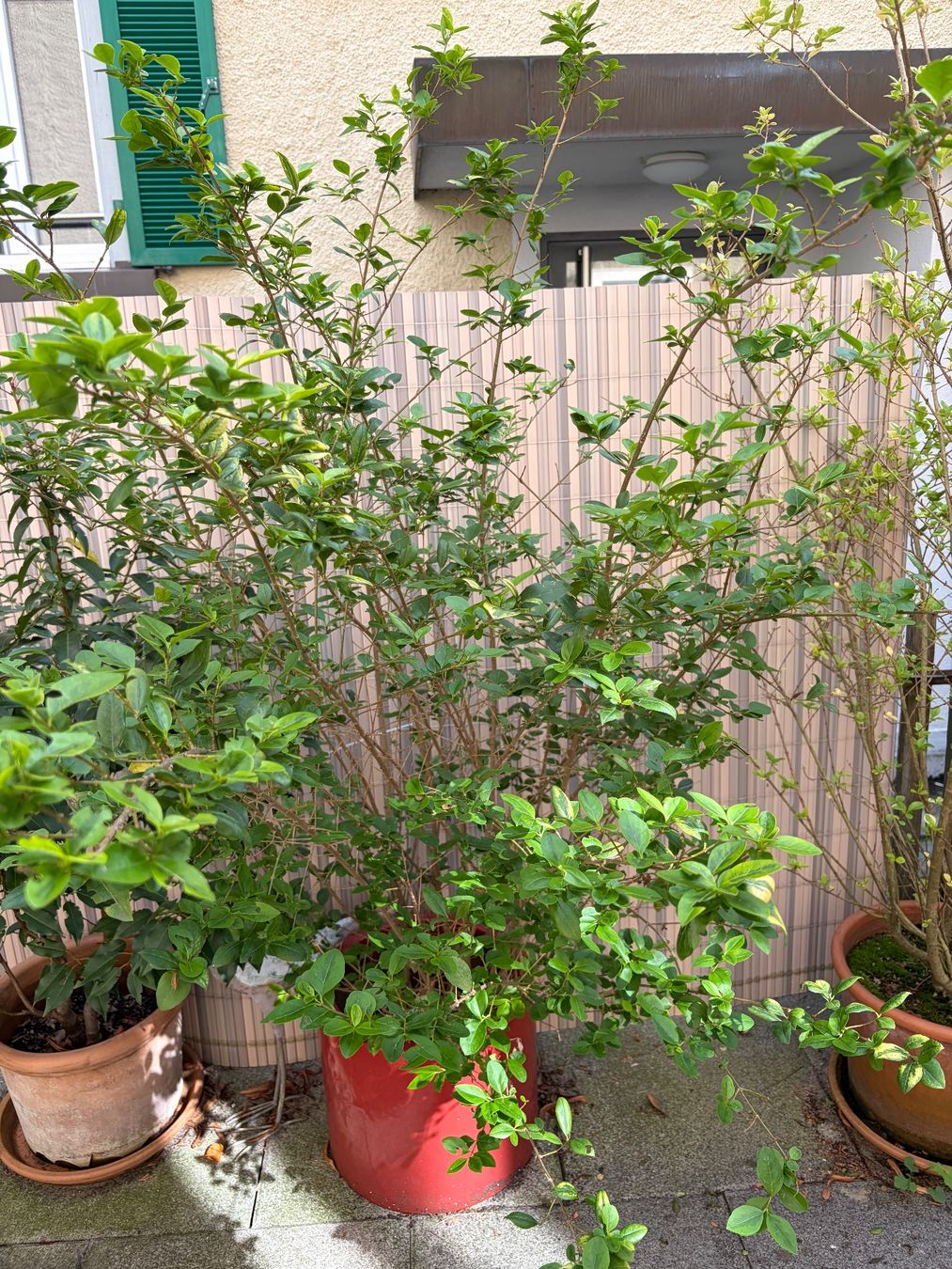 Pflanzen & Samen: 7 Pflanzen suchen einen neuen Balkon oder Garten – Gebraucht aus St. Gallen von Shopper011 3