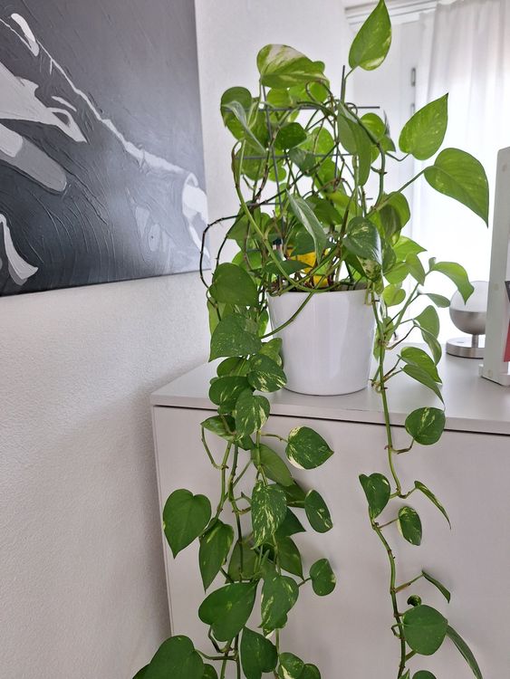 echte Efeutute (Zimmerpflanze) - Ranken z.T. ca. 1m - 1,5m (Gebraucht) in  Hettlingen fr CHF 16  nur Abholung auf Ricardo kaufen