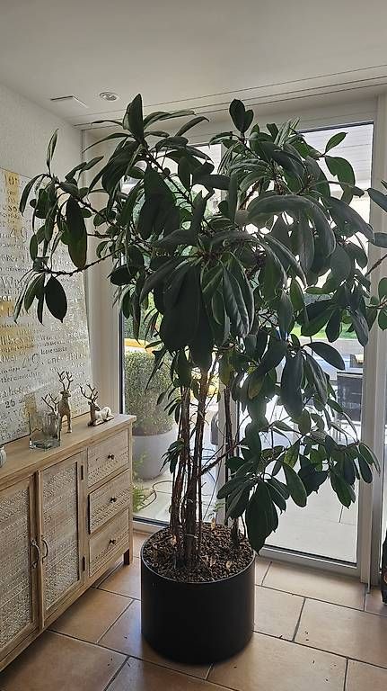 Piante & sementi: Gummibaum, Ficus elastica – Usato da Wabern venduto da alohri