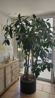 Gummibaum, Ficus elastica