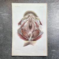 Gravure MUSCLES ARTÈRES ET NERFS PÉRINÉE par Emile Beau 1866