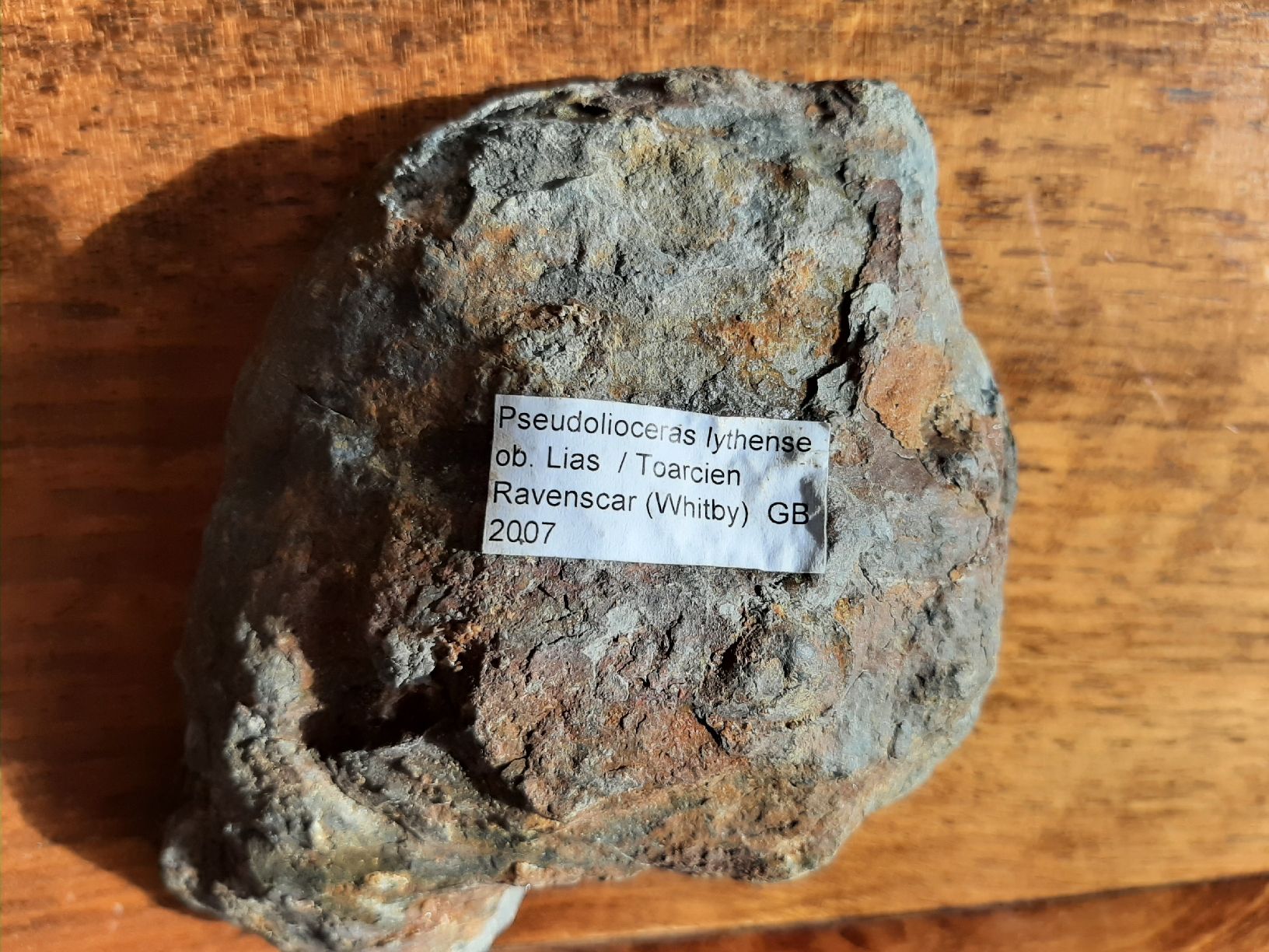 Fossili: Ammonit aus England – Usato da Rickenbach BL venduto da Oktober68 6